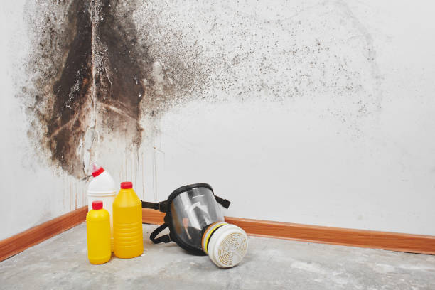 Best Certified Mold Removal  in Mountlake Terrace, WA