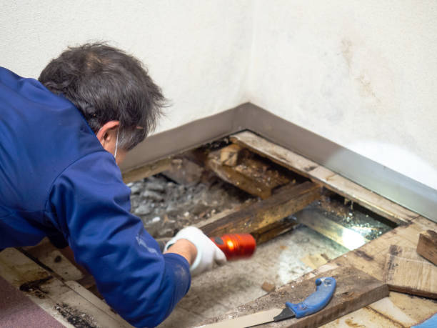 Best Mold Testing  in Mountlake Terrace, WA
