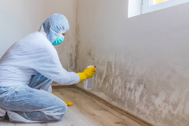 Professional Mold Removal in Mountlake Terrace, WA