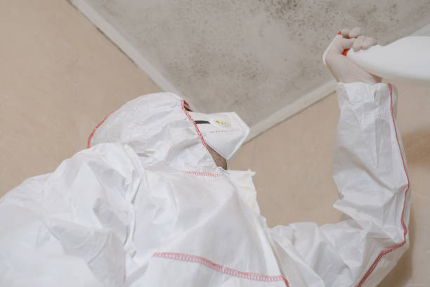 Best Commercial Mold Removal  in Mountlake Terrace, WA