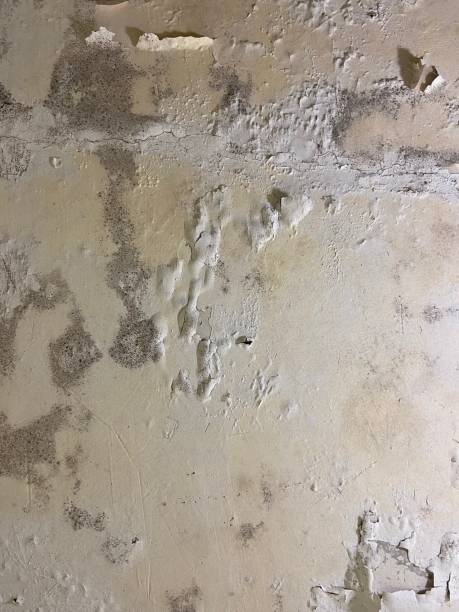 Best Affordable Mold Removal  in Mountlake Terrace, WA