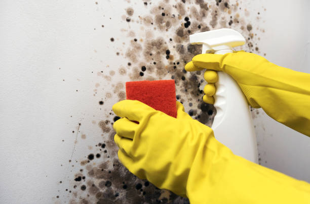 Best Best Mold Removal Companies  in Mountlake Terrace, WA