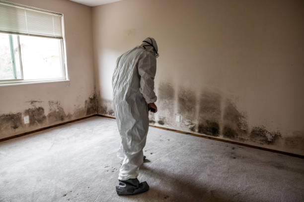 Mold Removal and Inspection in Mountlake Terrace, WA