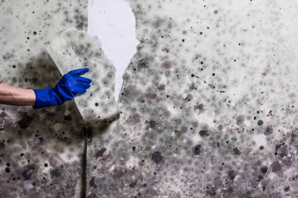 Best Attic Mold Removal  in Mountlake Terrace, WA